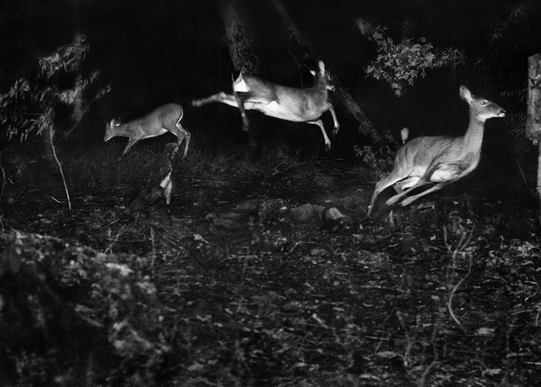 Black-and-white night photograph of deer moving through a forest